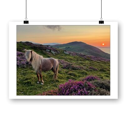 Carneddau-Pony 15x10in