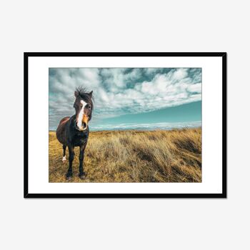 Poney Llanddwyn A4 2