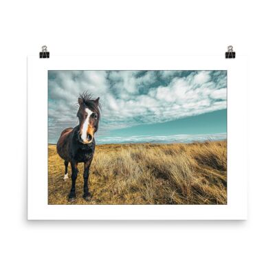 Llanddwyn-Pony 10x8in