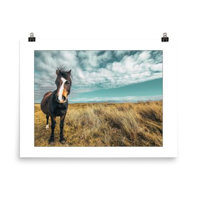 Llanddwyn-Pony 15x10in
