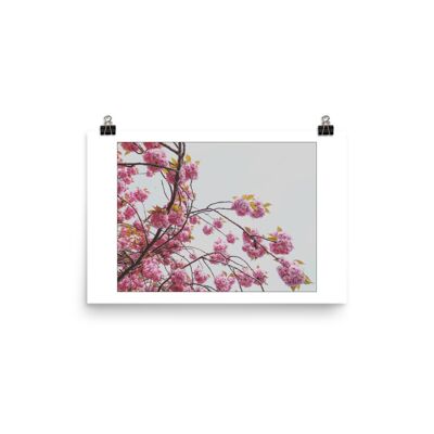 Sakura 10x8 pollici