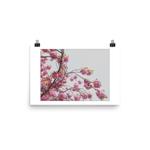 Sakura 15x10in