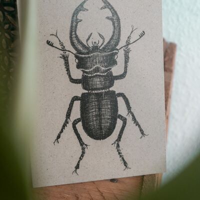 Postcard drawing stag beetle