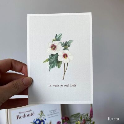 Greeting card - hibiscus