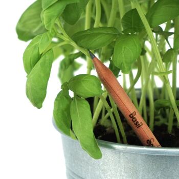 Crayons à planter Sprout - COULEUR/GRAPHITE - Citations - Lot de 25 2