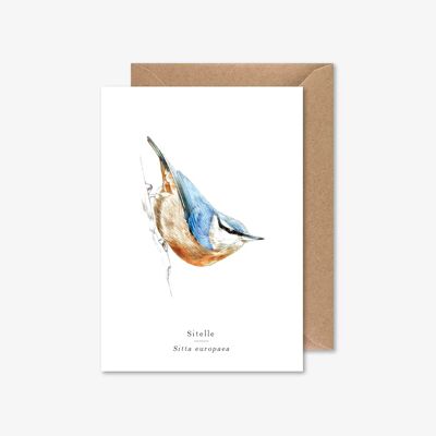 Nuthatch