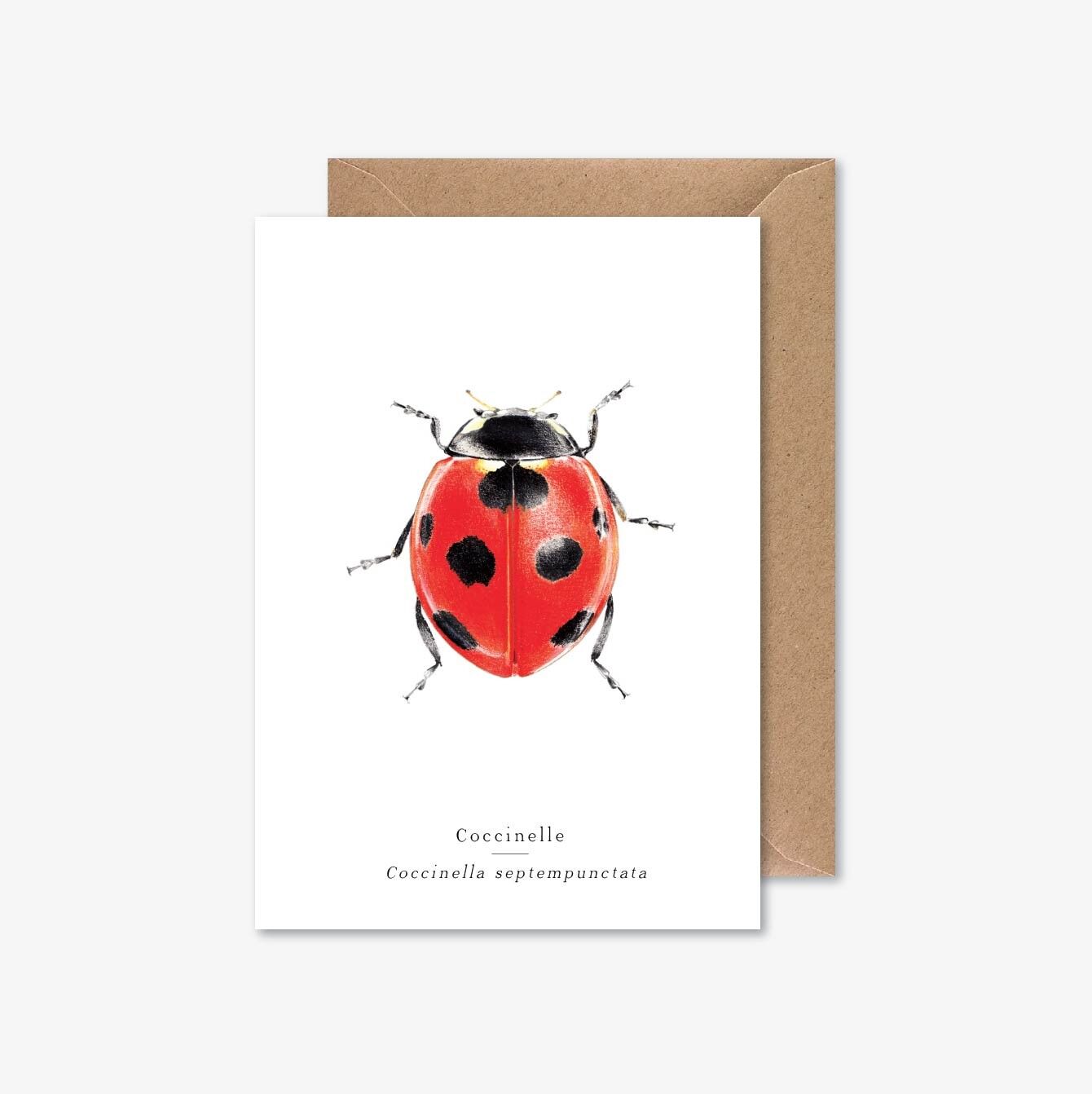 Buy wholesale ladybug