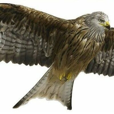 LARGE FLYING RED KITE 1 METRE LONG Decals Stickers for Van Motorhome Camper Wild bird of prey - 1 Bird Facing Right