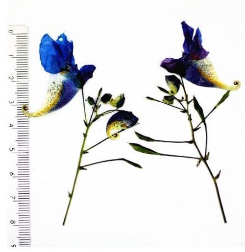 Blue flowers , AE105