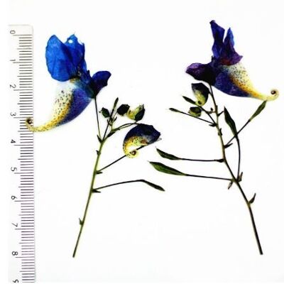 Blaue Blumen, AE105