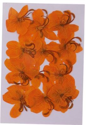 Cosmos 12 pezzi/confezione, AE005