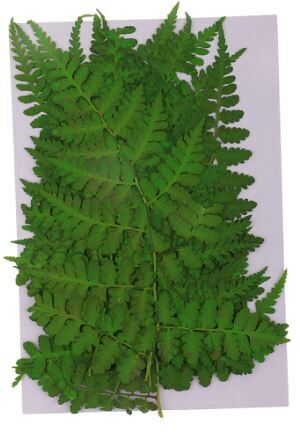 Fern 12 pieces/pack , AE056
