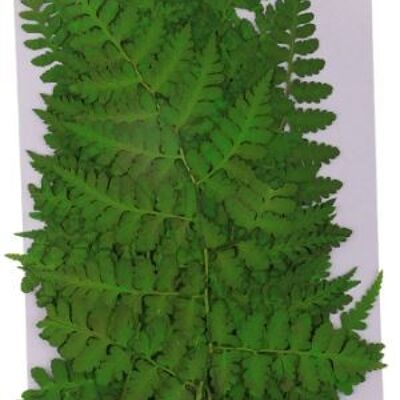 Fern 12 pieces/pack , AE056