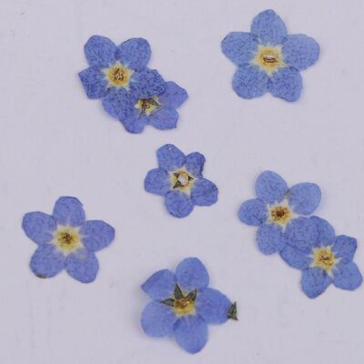 Forget-me-not 50 pieces/pack , AE013