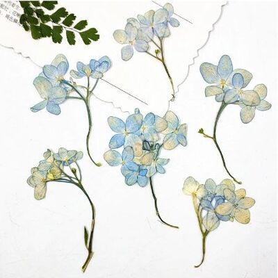 Hortensia prensada y seca - 16 piezas (las flores no están teñidas), AE117
