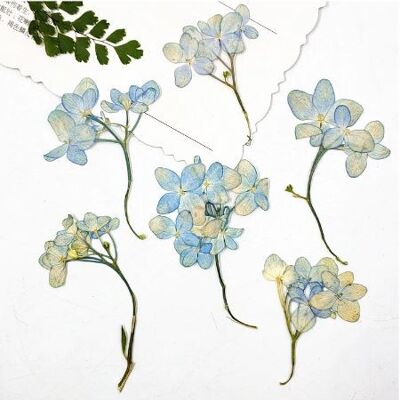 Hortensia pressé et séché - 16 pièces (les fleurs ne sont pas teintes), AE117