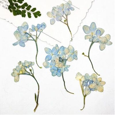 Pressed, dried Hydrangea - 16 pieces (flowers are not dyed) , AE117