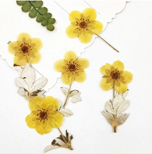 Ranunculus, buttercup 12 pieces/pack , AE020