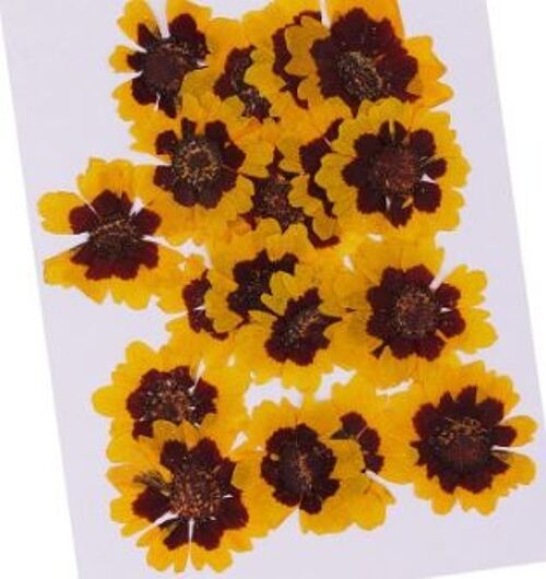 Coreopsis 20 pieces/pack , AE055