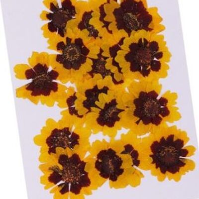 Coreopsis 20 piezas/paquete, AE055