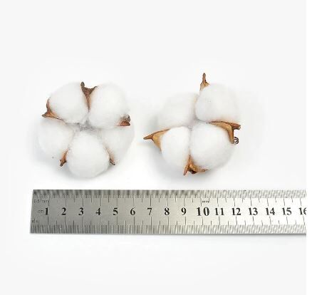 Baumwollblume, AE131