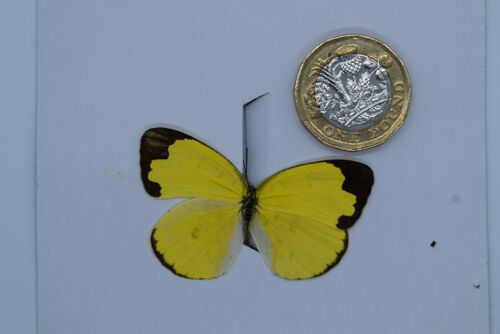 Natural unmounted butterfly -Small and Medium size - 1 , sku799