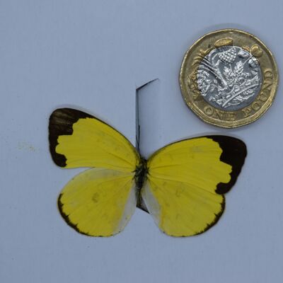 Natürlicher unmontierter Schmetterling – kleine und mittlere Größe – 1, sku799