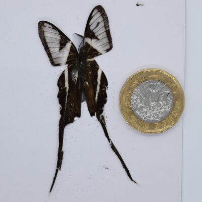 Natürlicher unmontierter Schmetterling – kleine und mittlere Größe – 2, sku800