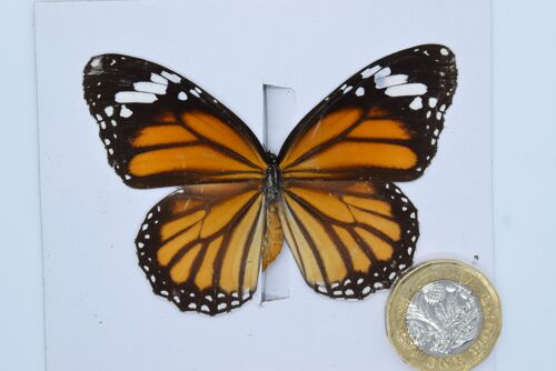 Natural unmounted butterfly -Small and Medium size - 3 , sku801