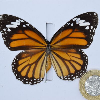 Natural unmounted butterfly -Small and Medium size - 3 , sku801