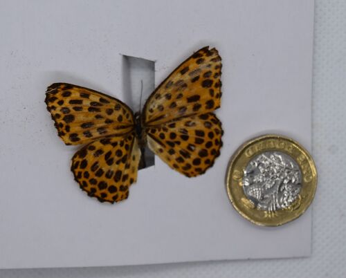 Natural unmounted butterfly -Small and Medium size - 4 , sku802