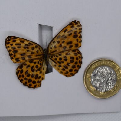 Natural unmounted butterfly -Small and Medium size - 4 , sku802