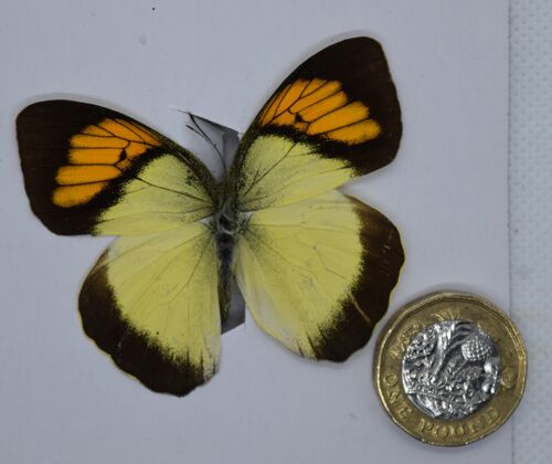 Natural unmounted butterfly -Small and Medium size - 5 , sku803