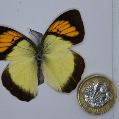 Natural unmounted butterfly -Small and Medium size - 5 , sku803