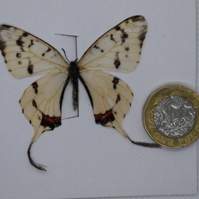 Farfalla naturale non montata -Taglia piccola e media - 6 , sku804