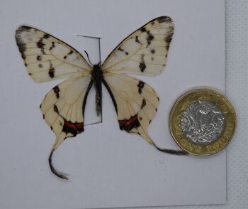 Papillon naturel non monté - Taille petite et moyenne - 6 , sku804