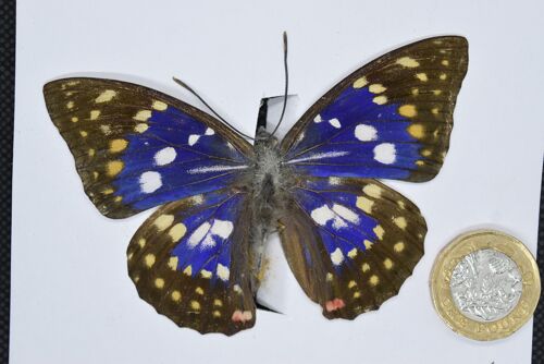 Natural unmounted butterfly -Small and Medium size - 7 , sku805