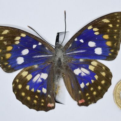 Farfalla naturale non montata -Taglia piccola e media - 7 , sku805