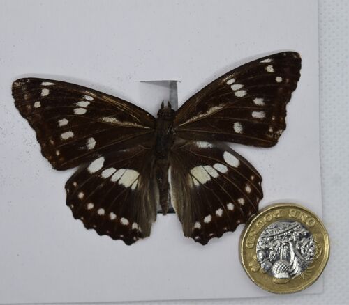 Natural unmounted butterfly -Small and Medium size - 8 , sku806