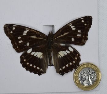Papillon naturel non monté - Taille petite et moyenne - 8 , sku806