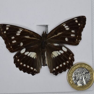 Natural unmounted butterfly -Small and Medium size - 8 , sku806