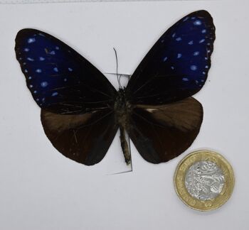 Papillon naturel non monté - Taille petite et moyenne - 10 , sku807