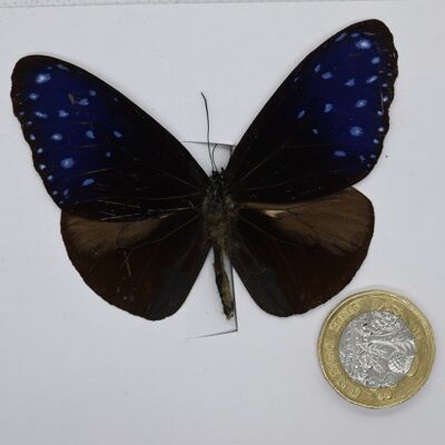 Natural unmounted butterfly -Small and Medium size - 10 , sku807