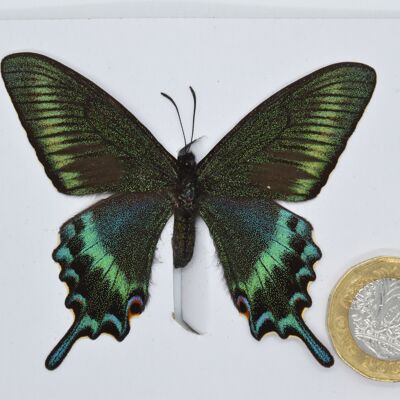 Farfalla naturale non montata -Taglia piccola e media - 11 , sku808