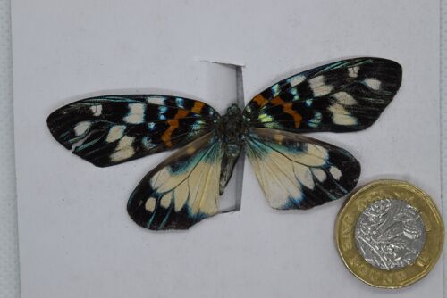 Natural unmounted butterfly -Small and Medium size - 12 , sku809