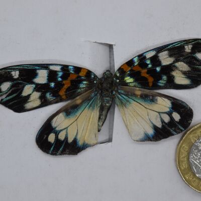 Natural unmounted butterfly -Small and Medium size - 12 , sku809