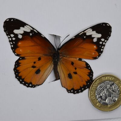 Natural unmounted butterfly -Small and Medium size - 13 , sku810