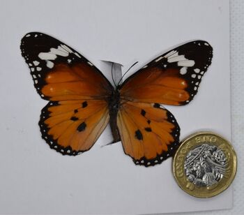 Papillon naturel non monté - Taille Small et Medium - 13 , sku810