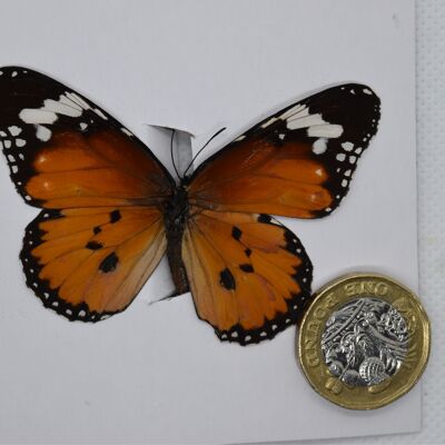 Natural unmounted butterfly -Small and Medium size - 13 , sku810