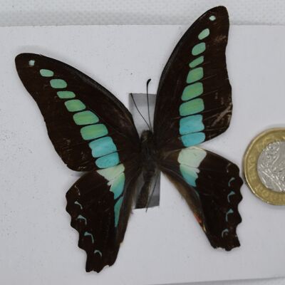 Farfalla naturale non montata -Taglia piccola e media - 14 , sku811